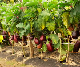 Агротехника выращивания баклажанов