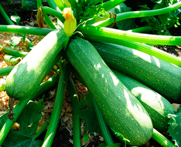Выращиваем кабачки: полезные советы для огородников