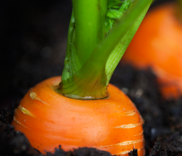 Как избежать наиболее частых ошибок при выращивании моркови