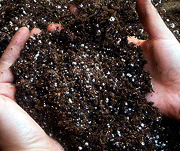 Как правильно подготовить почву под огурцы