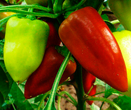 Советы опытных огородников по выращиванию болгарского перца