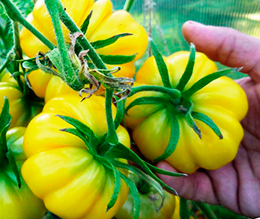 Советы бывалых огородников по выращиванию томатов
