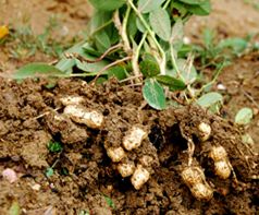 Способы выращивания арахиса (земляного ореха)