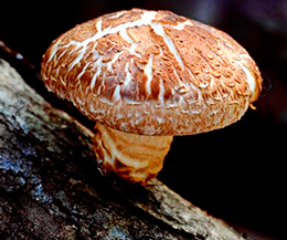 Технология выращивания грибов шиитаке