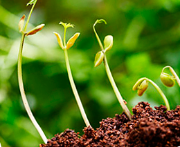 Стимуляторы роста и их влияние на растения